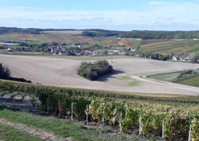 Vignoble